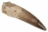 Fossil Spinosaurus Tooth - Real Dinosaur Tooth #215369-1